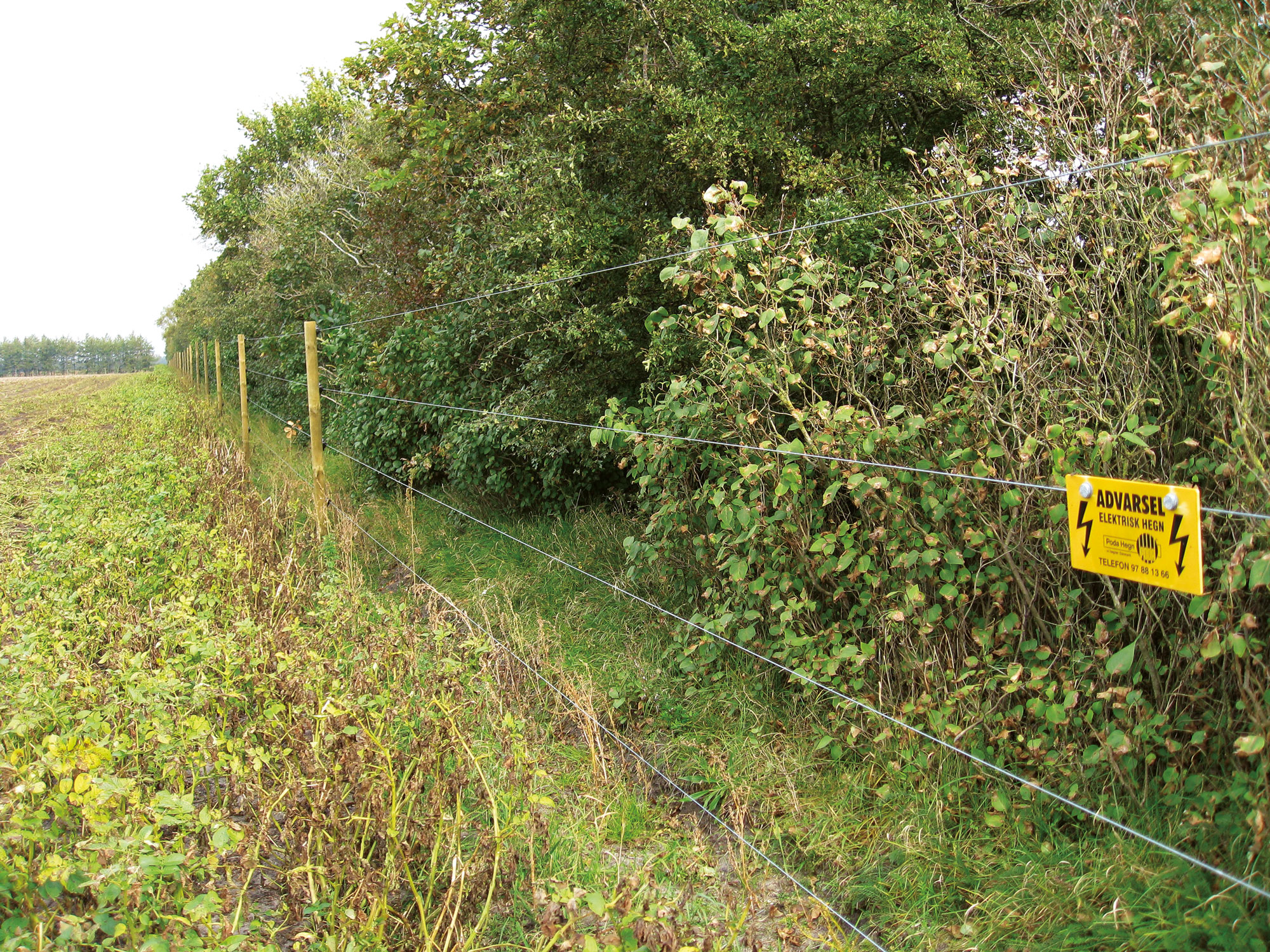 Een elektrische afrastering met vier elektrische draden zal ervoor zorgen dat herten de gewassen op het veld niet opeten.